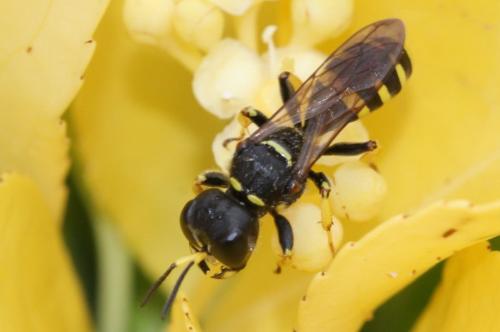 Réf. 286 019 : Ectemnius cephalotes